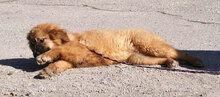 SENNA, Hund, Leonberger-Mix in Bulgarien - Bild 13