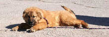 SENNA, Hund, Leonberger-Mix in Bulgarien - Bild 14