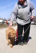 SENNA, Hund, Leonberger-Mix in Bulgarien - Bild 2