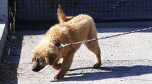 SENNA, Hund, Leonberger-Mix in Bulgarien - Bild 3