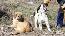SENNA, Hund, Leonberger-Mix in Bulgarien - Bild 4
