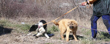 SENNA, Hund, Leonberger-Mix in Bulgarien - Bild 5