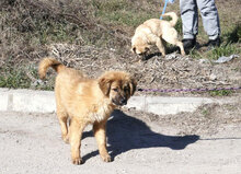 SENNA, Hund, Leonberger-Mix in Bulgarien - Bild 8