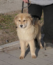 SÖLVE, Hund, Leonberger-Mix in Bulgarien - Bild 1