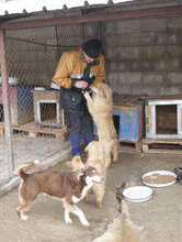 SÖLVE, Hund, Leonberger-Mix in Bulgarien - Bild 10