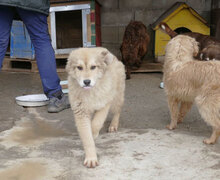 SÖLVE, Hund, Leonberger-Mix in Bulgarien - Bild 11