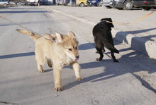 SÖLVE, Hund, Leonberger-Mix in Bulgarien - Bild 13