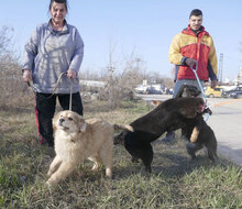 SÖLVE, Hund, Leonberger-Mix in Bulgarien - Bild 14