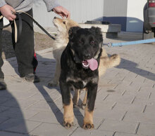 SÖLVE, Hund, Leonberger-Mix in Bulgarien - Bild 16