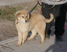 SÖLVE, Hund, Leonberger-Mix in Bulgarien - Bild 17