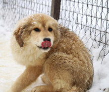SÖLVE, Hund, Leonberger-Mix in Bulgarien - Bild 5