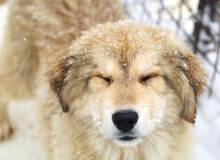 SÖLVE, Hund, Leonberger-Mix in Bulgarien - Bild 6