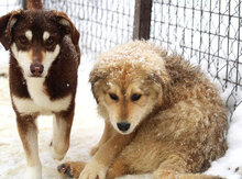 SÖLVE, Hund, Leonberger-Mix in Bulgarien - Bild 7