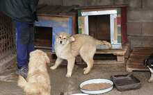 SÖLVE, Hund, Leonberger-Mix in Bulgarien - Bild 8
