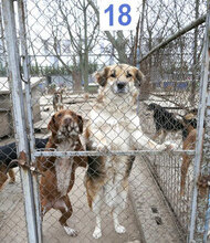 NEELE, Hund, Mischlingshund in Bulgarien - Bild 1