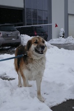 NEELE, Hund, Mischlingshund in Bulgarien - Bild 10