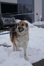 NEELE, Hund, Mischlingshund in Bulgarien - Bild 11