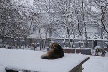 NEELE, Hund, Mischlingshund in Bulgarien - Bild 12