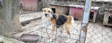 NEELE, Hund, Mischlingshund in Bulgarien - Bild 2