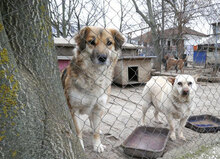 NEELE, Hund, Mischlingshund in Bulgarien - Bild 3