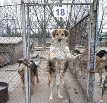 NEELE, Hund, Mischlingshund in Bulgarien - Bild 4