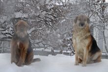 NEELE, Hund, Mischlingshund in Bulgarien - Bild 5