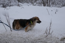 NEELE, Hund, Mischlingshund in Bulgarien - Bild 6