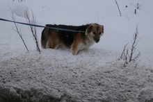 NEELE, Hund, Mischlingshund in Bulgarien - Bild 7