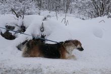 NEELE, Hund, Mischlingshund in Bulgarien - Bild 8