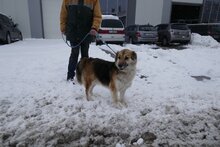 NEELE, Hund, Mischlingshund in Bulgarien - Bild 9