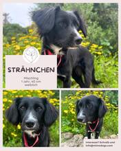 STRÄHNCHEN, Hund, Mischlingshund in Brühl