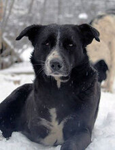 SAMURAI, Hund, Mischlingshund in Bulgarien - Bild 1
