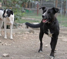 SAMURAI, Hund, Mischlingshund in Bulgarien - Bild 10