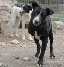 SAMURAI, Hund, Mischlingshund in Bulgarien - Bild 11