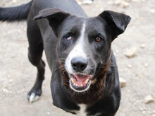 SAMURAI, Hund, Mischlingshund in Bulgarien - Bild 12