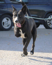 SAMURAI, Hund, Mischlingshund in Bulgarien - Bild 13