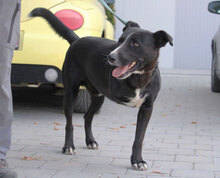 SAMURAI, Hund, Mischlingshund in Bulgarien - Bild 14