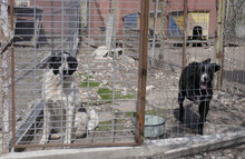 SAMURAI, Hund, Mischlingshund in Bulgarien - Bild 15