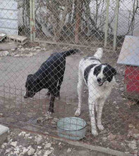 SAMURAI, Hund, Mischlingshund in Bulgarien - Bild 16