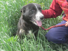 SAMURAI, Hund, Mischlingshund in Bulgarien - Bild 18