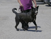 SAMURAI, Hund, Mischlingshund in Bulgarien - Bild 2