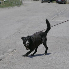 SAMURAI, Hund, Mischlingshund in Bulgarien - Bild 3