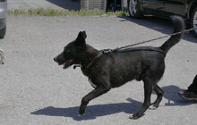 SAMURAI, Hund, Mischlingshund in Bulgarien - Bild 4
