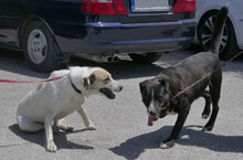 SAMURAI, Hund, Mischlingshund in Bulgarien - Bild 5