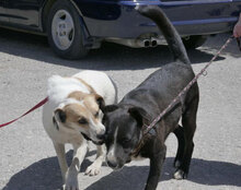 SAMURAI, Hund, Mischlingshund in Bulgarien - Bild 6