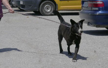 SAMURAI, Hund, Mischlingshund in Bulgarien - Bild 7