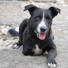 SAMURAI, Hund, Mischlingshund in Bulgarien - Bild 8