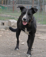 SAMURAI, Hund, Mischlingshund in Bulgarien - Bild 9