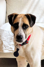 SKY, Hund, Mischlingshund in Hohenschäftlarn - Bild 1