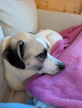 SKY, Hund, Mischlingshund in Hohenschäftlarn - Bild 10